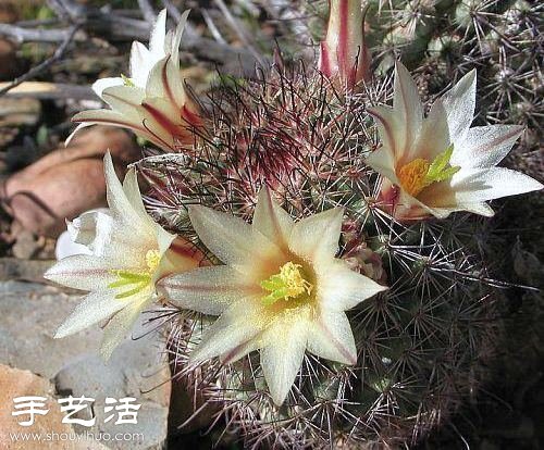 美輪美奐仙人掌花 -  itrip.net.cn