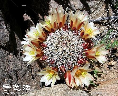 美輪美奐仙人掌花 -  itrip.net.cn