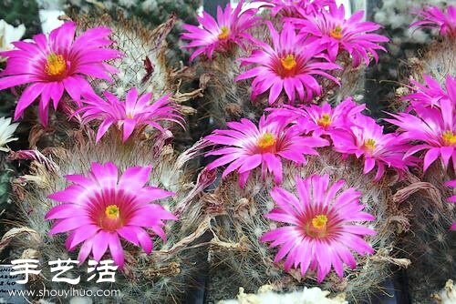 美輪美奐仙人掌花 -  itrip.net.cn
