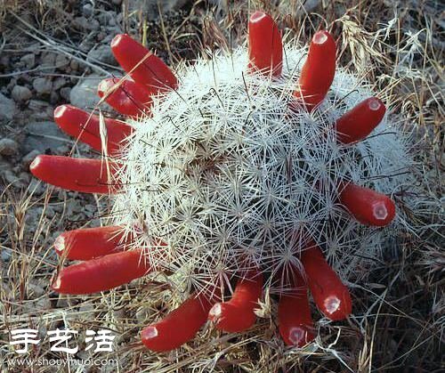美輪美奐仙人掌花 -  itrip.net.cn