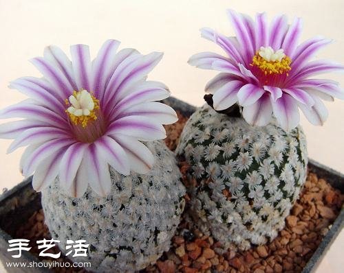 薔薇球栽培及繁殖的方法 -  itrip.net.cn