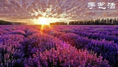 全球最漂亮的十大花海 極致自然之美讓人驚嘆 -  itrip.net.cn