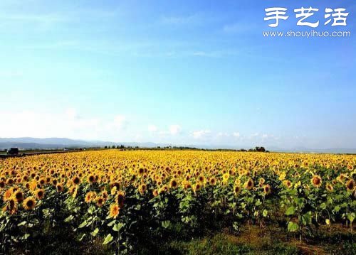 全球最漂亮的十大花海 極致自然之美讓人驚嘆 -  itrip.net.cn