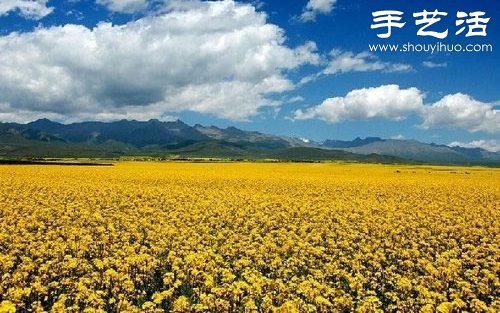全球最漂亮的十大花海 極致自然之美讓人驚嘆 -  itrip.net.cn