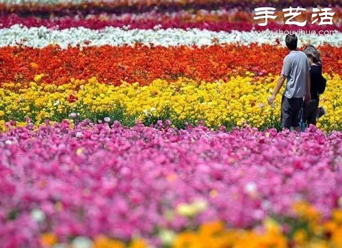 全球最漂亮的十大花海 極致自然之美讓人驚嘆 -  itrip.net.cn