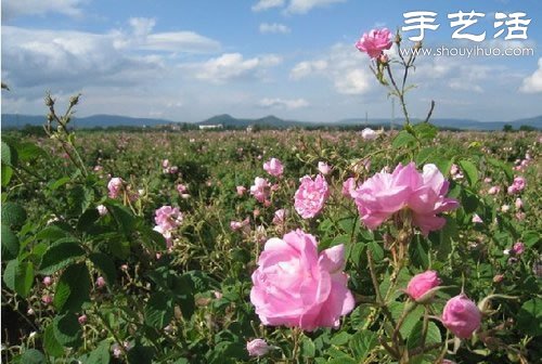 全球最漂亮的十大花海 極致自然之美讓人驚嘆 -  itrip.net.cn