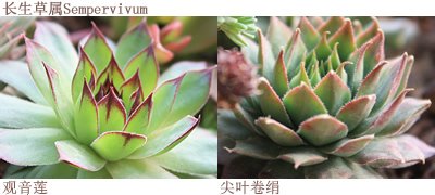 如何DIY多肉拼盤 多肉拼盤基本教程 -  itrip.net.cn