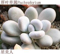 如何DIY多肉拼盤 多肉拼盤基本教程 -  itrip.net.cn