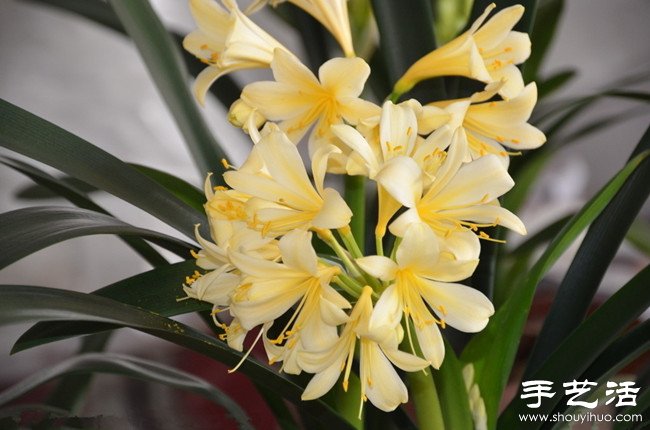 君子蘭怎么養(yǎng) 君子蘭的養(yǎng)殖方法 -  itrip.net.cn