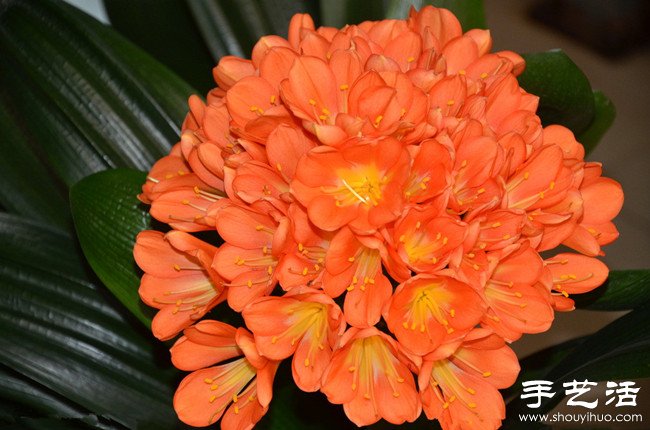 君子蘭怎么養(yǎng) 君子蘭的養(yǎng)殖方法 -  itrip.net.cn