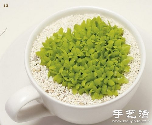 火龍果的籽DIY可愛觀賞盆栽 -  itrip.net.cn