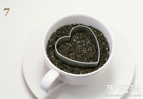 火龍果的籽DIY可愛觀賞盆栽 -  itrip.net.cn