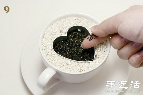 火龍果的籽DIY可愛觀賞盆栽 -  itrip.net.cn