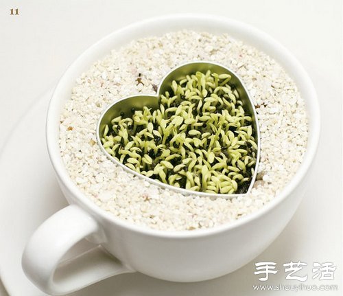 火龍果的籽DIY可愛觀賞盆栽 -  itrip.net.cn