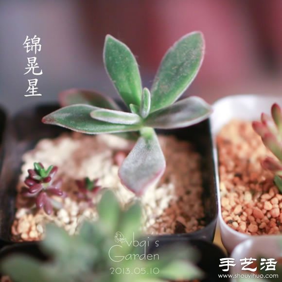 萌萌肉肉的漂亮多肉植物介紹 -  itrip.net.cn