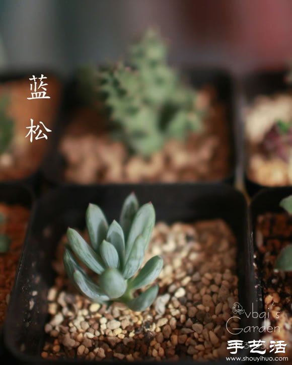 萌萌肉肉的漂亮多肉植物介紹 -  itrip.net.cn