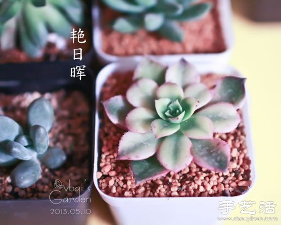 萌萌肉肉的漂亮多肉植物介紹 -  itrip.net.cn