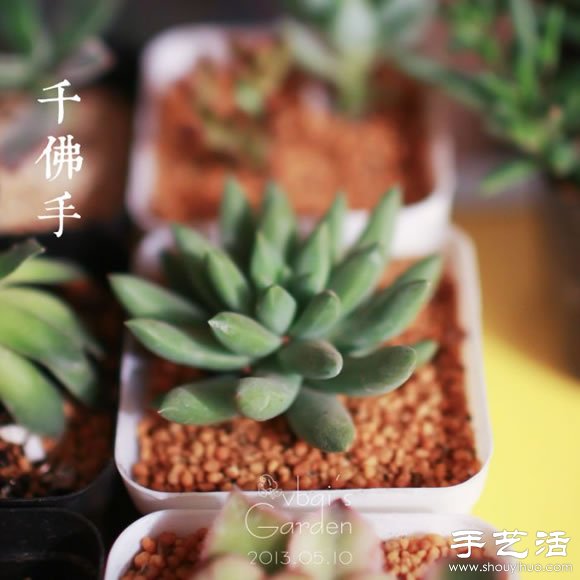 萌萌肉肉的漂亮多肉植物介紹 -  itrip.net.cn