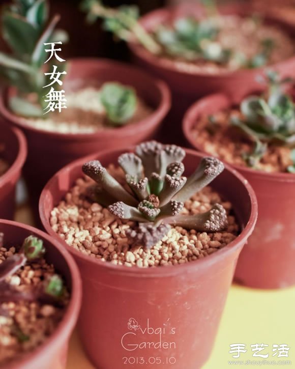 萌萌肉肉的漂亮多肉植物介紹 -  itrip.net.cn