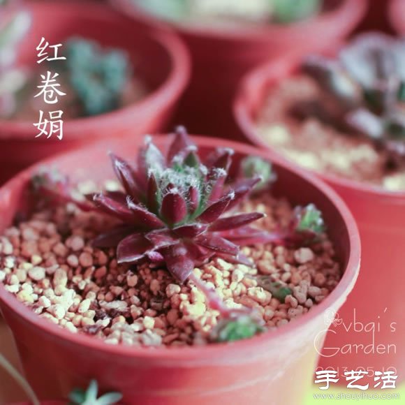 萌萌肉肉的漂亮多肉植物介紹 -  itrip.net.cn