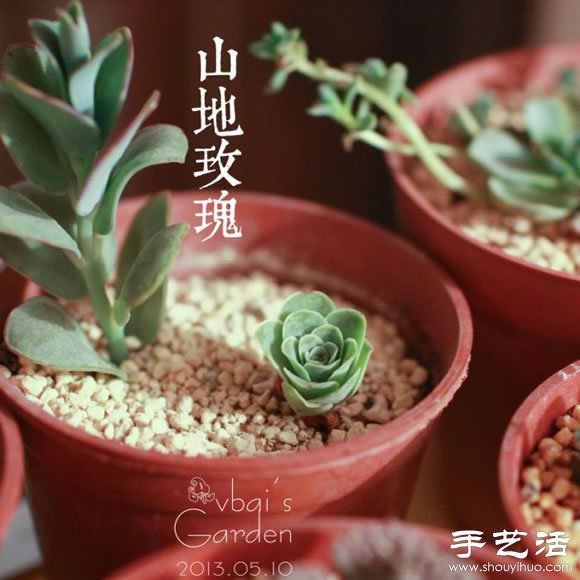 萌萌肉肉的漂亮多肉植物介紹 -  itrip.net.cn