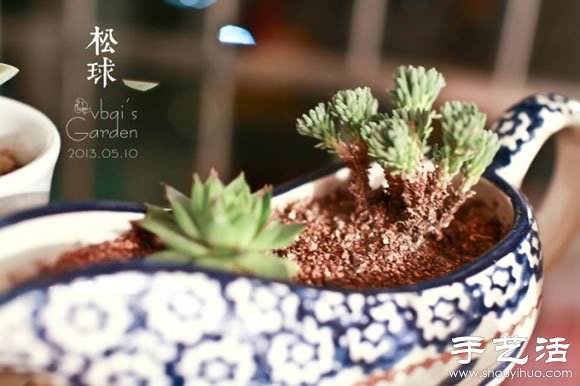 萌萌肉肉的漂亮多肉植物介紹 -  itrip.net.cn