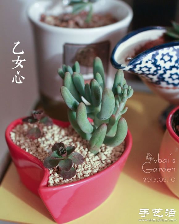 萌萌肉肉的漂亮多肉植物介紹 -  itrip.net.cn