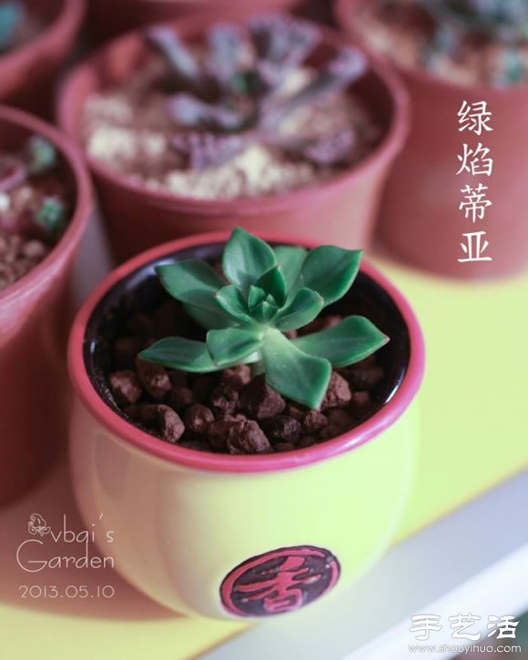 萌萌肉肉的漂亮多肉植物介紹 -  itrip.net.cn
