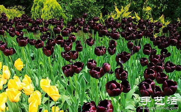 春季最美的花園——庫肯霍夫公園 -  itrip.net.cn