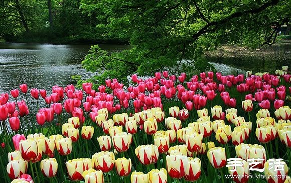 春季最美的花園——庫肯霍夫公園 -  itrip.net.cn