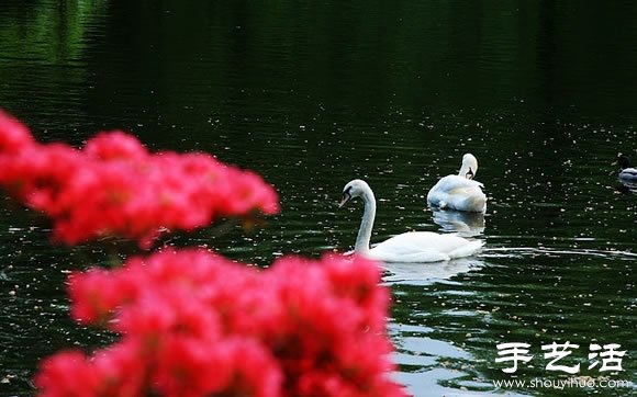 春季最美的花園——庫肯霍夫公園 -  itrip.net.cn