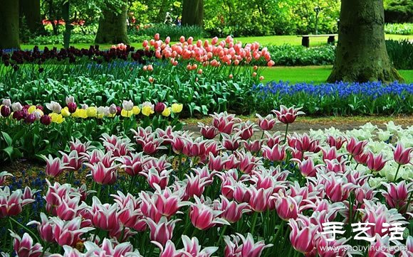 春季最美的花園——庫肯霍夫公園 -  itrip.net.cn