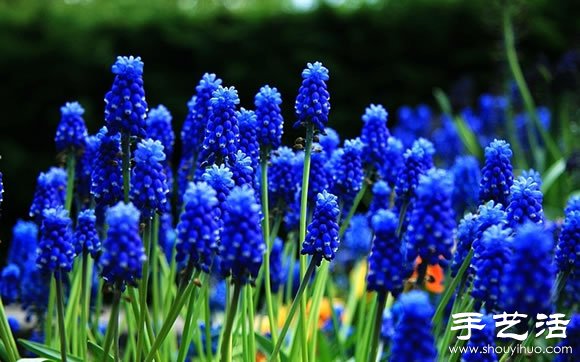 春季最美的花園——庫肯霍夫公園 -  itrip.net.cn