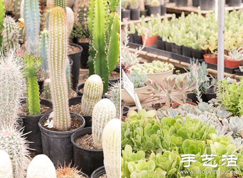 創(chuàng)意DIY小清新多肉植物盆栽 -  itrip.net.cn