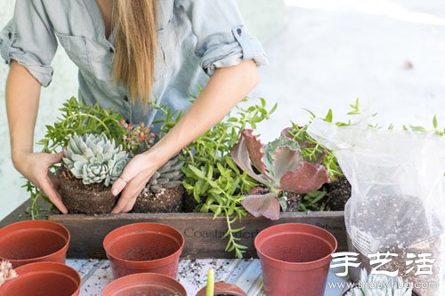 創(chuàng)意DIY小清新多肉植物盆栽 -  itrip.net.cn