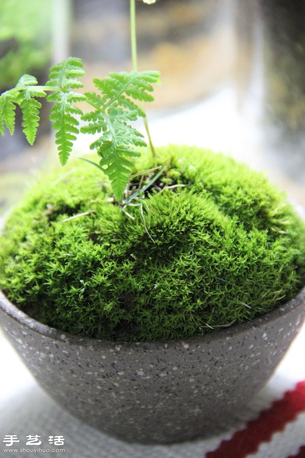 DIY可愛的苔蘚造景 自制漂亮苔蘚微景觀 -  itrip.net.cn