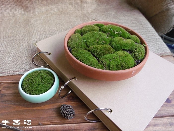 DIY可愛的苔蘚造景 自制漂亮苔蘚微景觀 -  itrip.net.cn