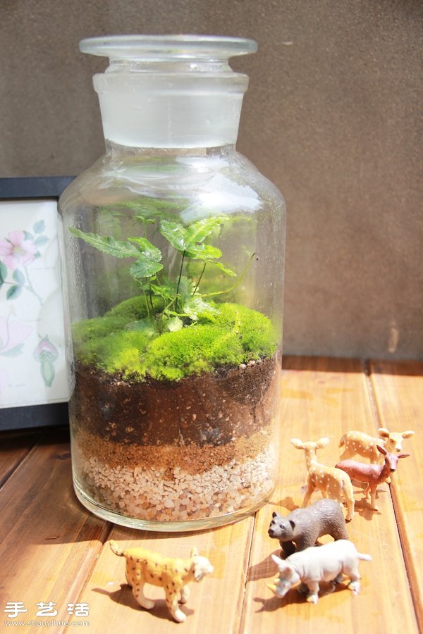 DIY可愛的苔蘚造景 自制漂亮苔蘚微景觀 -  itrip.net.cn