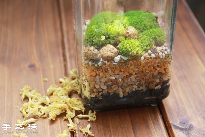 DIY可愛的苔蘚造景 自制漂亮苔蘚微景觀 -  itrip.net.cn