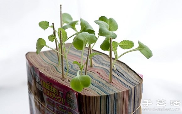 廢舊書(shū)籍作花盆 廢物利用種植蘿卜苗 -  itrip.net.cn