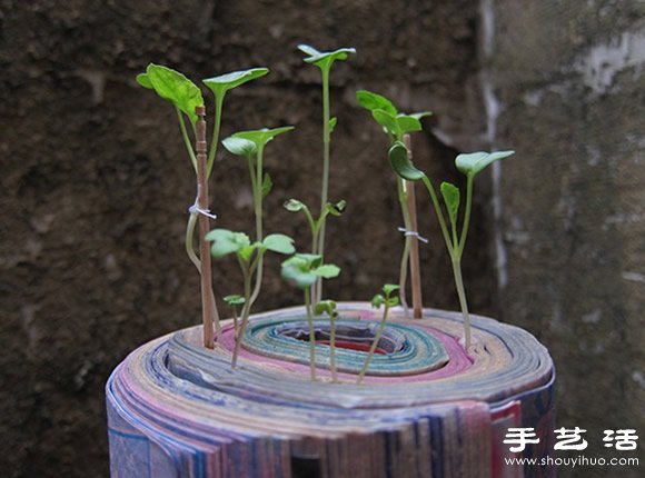 廢舊書(shū)籍作花盆 廢物利用種植蘿卜苗 -  itrip.net.cn