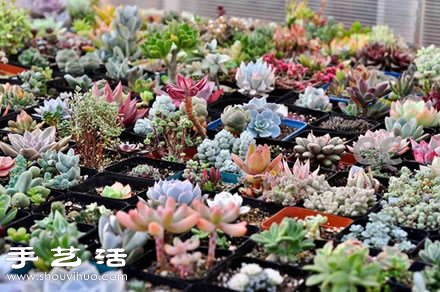 家里種什么植物好 常見室內(nèi)植物的功效 -  itrip.net.cn
