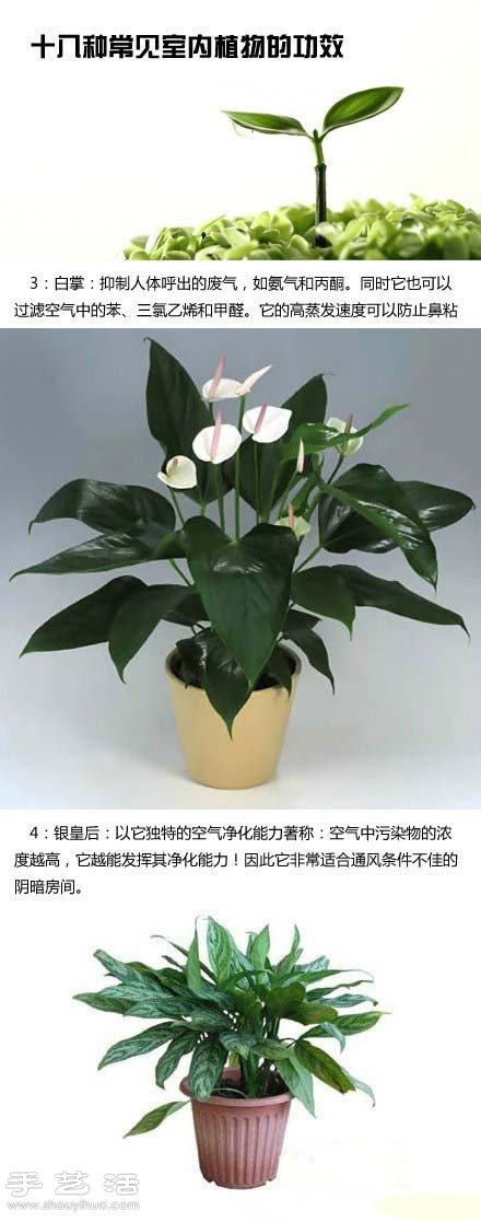 家里種什么植物好 常見室內(nèi)植物的功效 -  itrip.net.cn