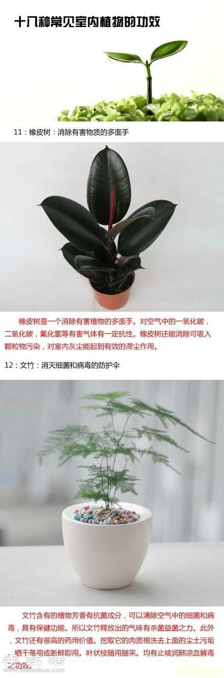 家里種什么植物好 常見室內(nèi)植物的功效 -  itrip.net.cn
