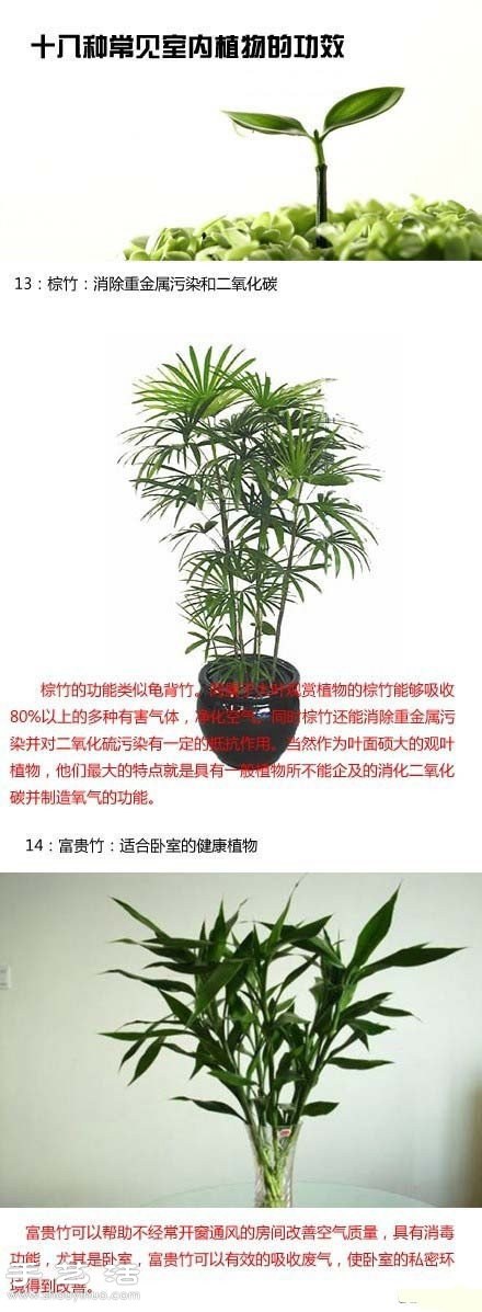 家里種什么植物好 常見室內(nèi)植物的功效 -  itrip.net.cn