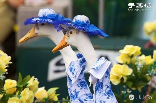 澳大利亞皇家復(fù)活節(jié)秀上演鴨子時(shí)裝表演 -  itrip.net.cn