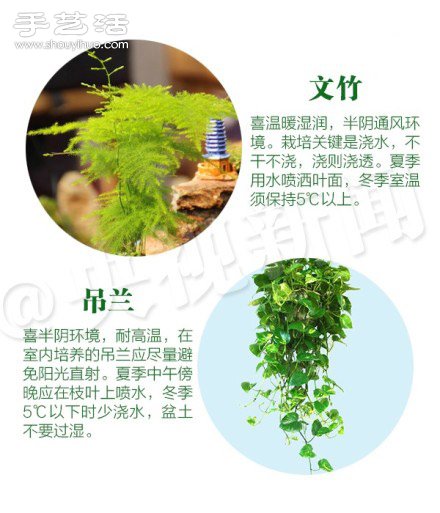 18種家里常種花草植物的正確澆水方法 -  itrip.net.cn