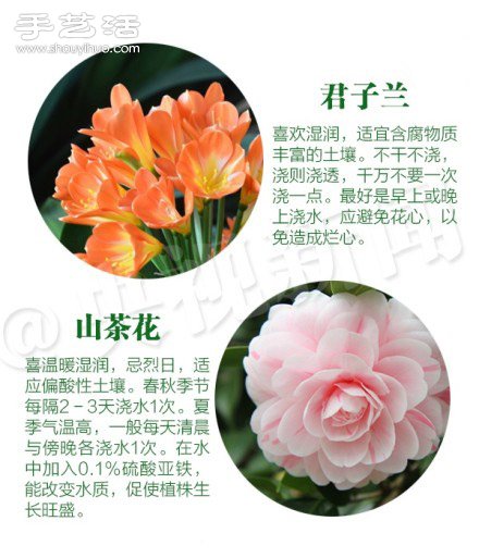 18種家里常種花草植物的正確澆水方法 -  itrip.net.cn