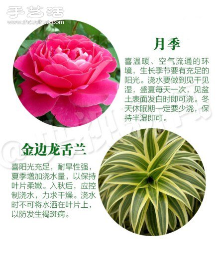 18種家里常種花草植物的正確澆水方法 -  itrip.net.cn
