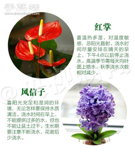 18種家里常種花草植物的正確澆水方法 -  itrip.net.cn